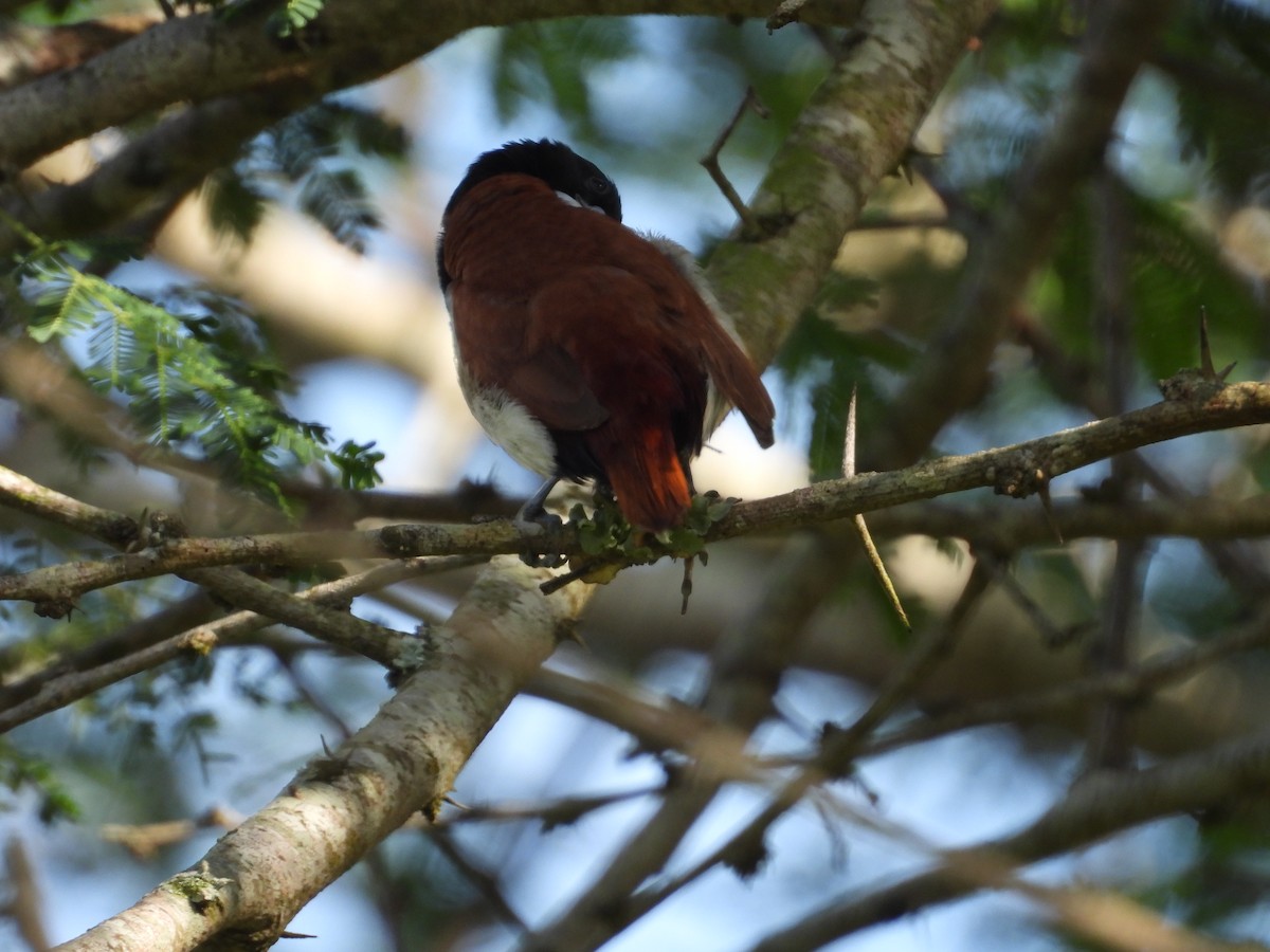 Tricolored Munia - ML642844619