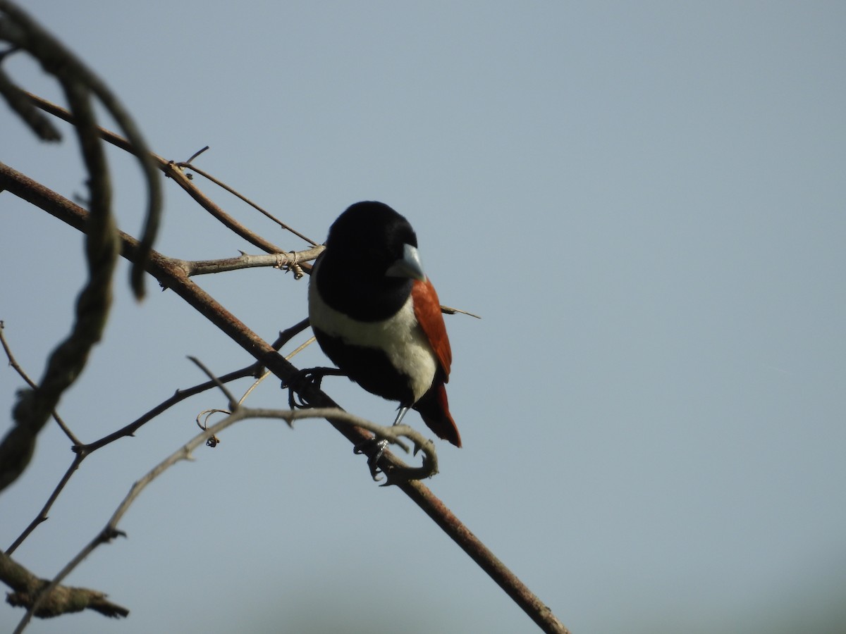 Tricolored Munia - ML642844623