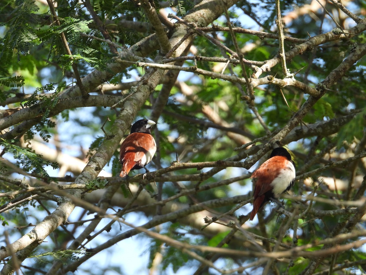 Tricolored Munia - ML642844626