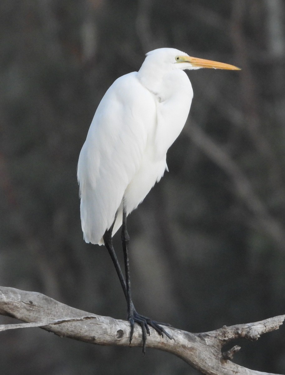 egretthegre - ML642844639