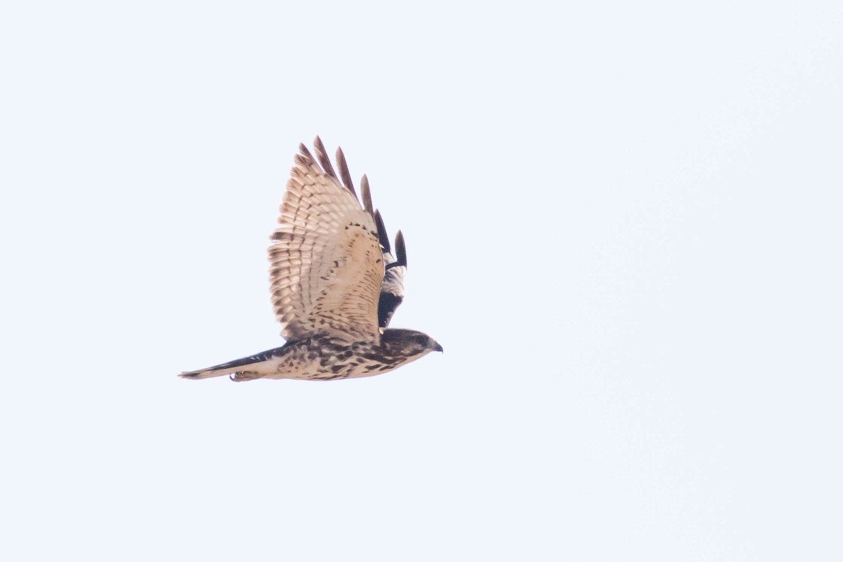 Breitflügelbussard - ML642844643