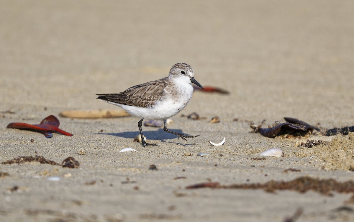 rødstrupesnipe - ML642844646