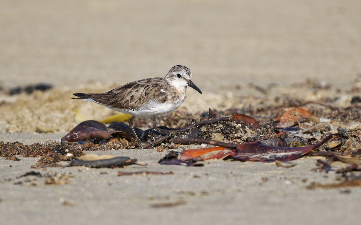 rødstrupesnipe - ML642844647