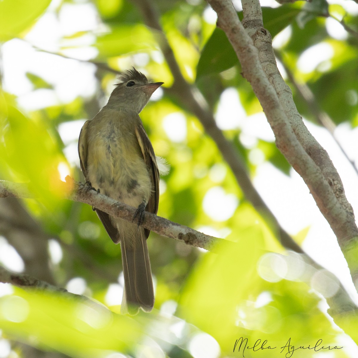 Yellow-bellied Elaenia - ML642844654
