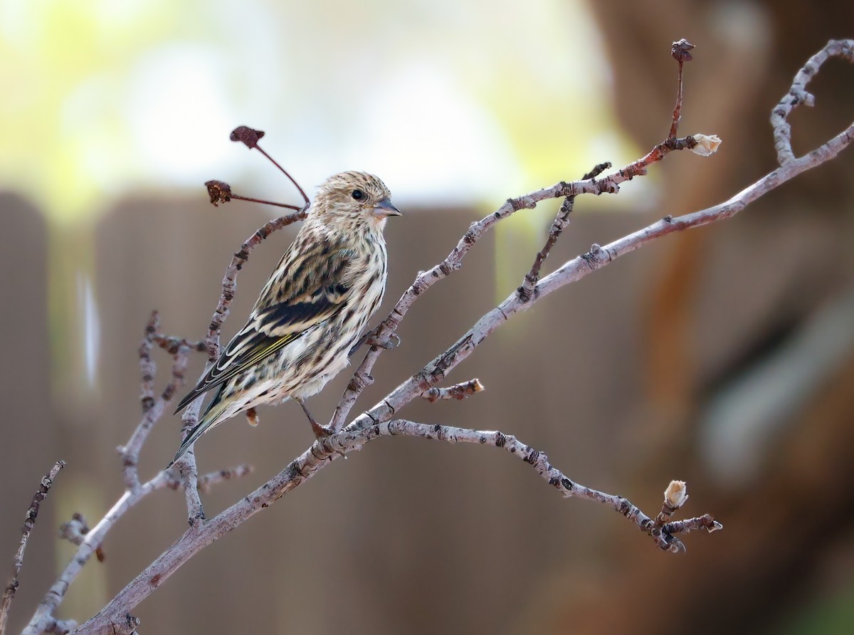 Pine Siskin - ML642844657