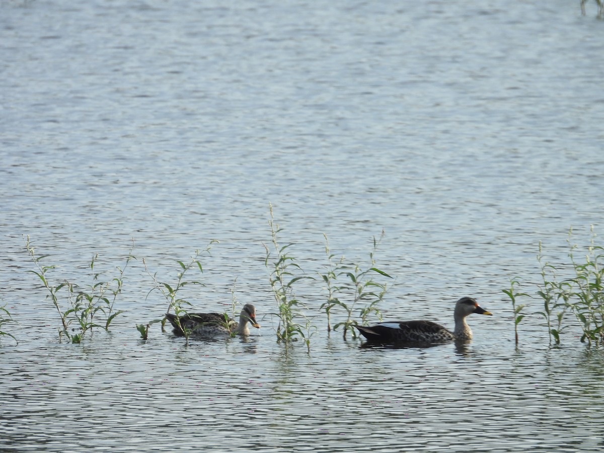 Indian Spot-billed Duck - ML642844659