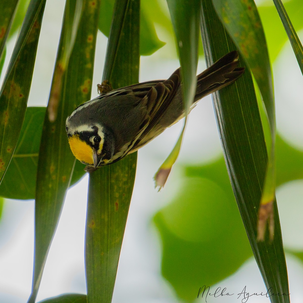 gulstrupeparula - ML642844662