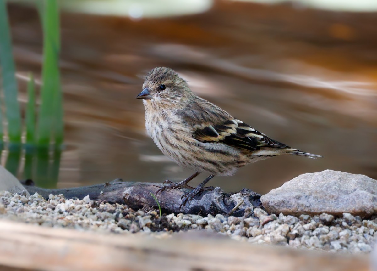 Pine Siskin - ML642844666