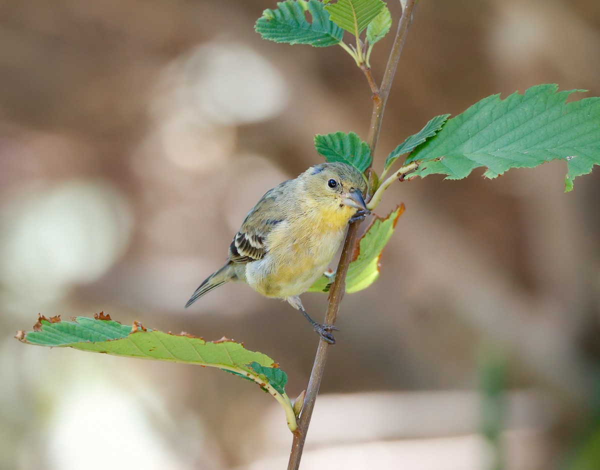 Lesser Goldfinch - ML642844681