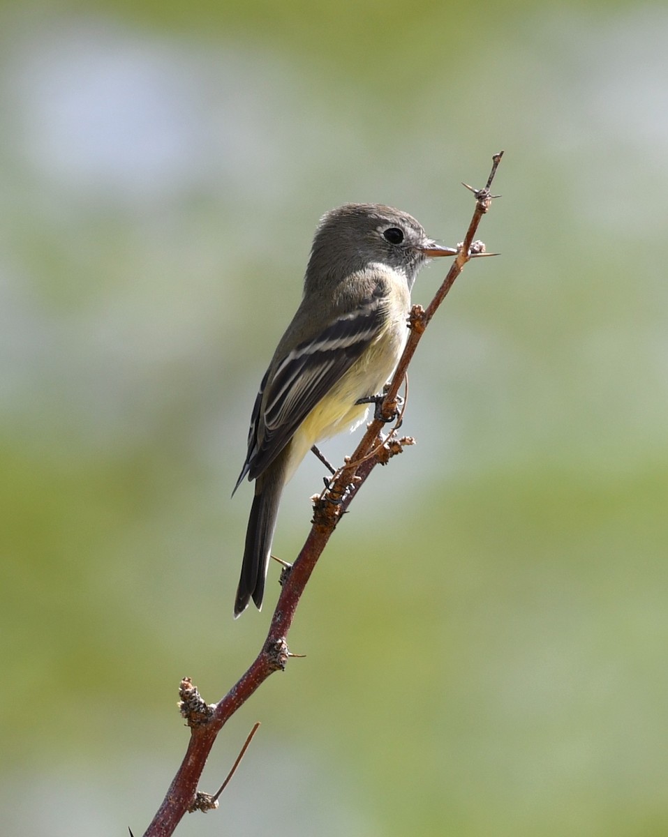 Dusky Flycatcher - ML642844683