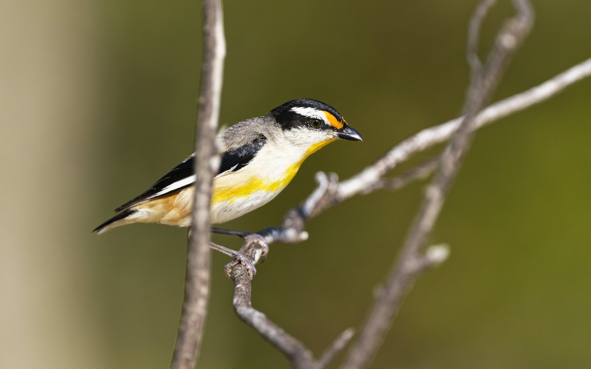 Striated Pardalote - ML642844685