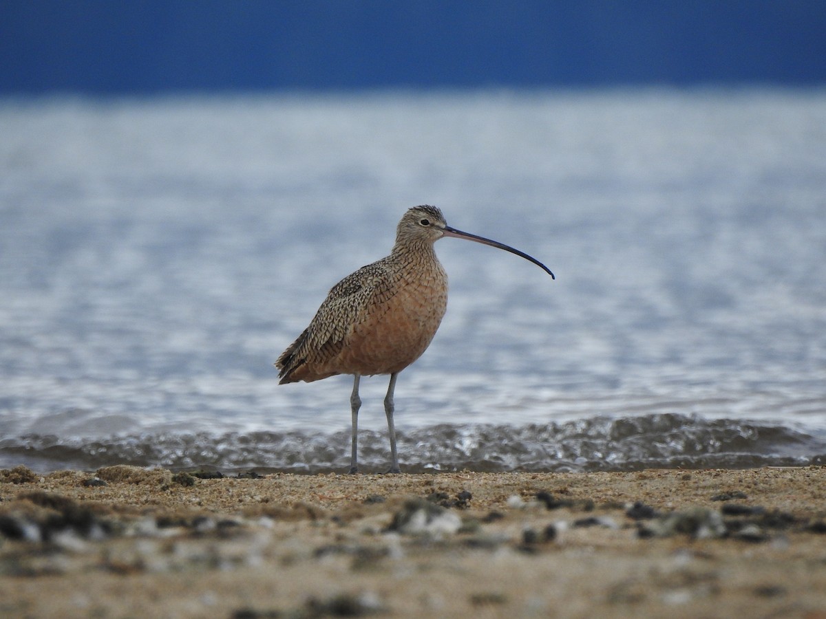 Long-billed Curlew - ML642844689