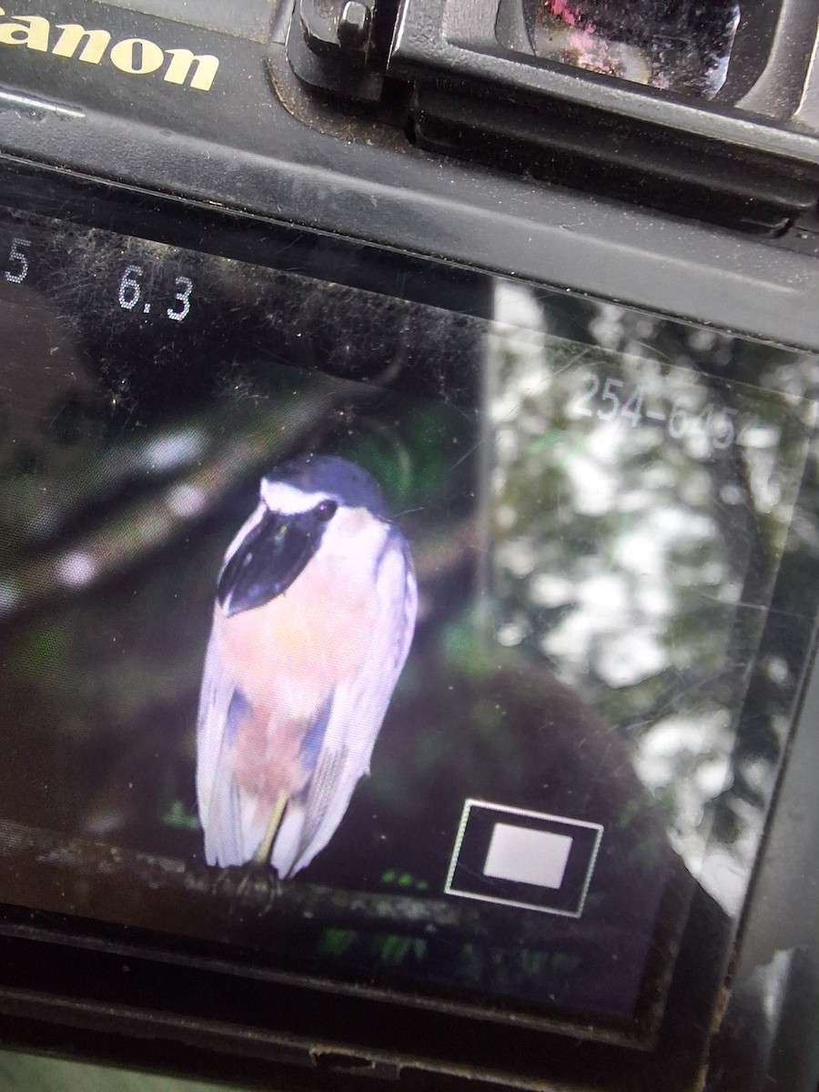Boat-billed Heron - ML642844697