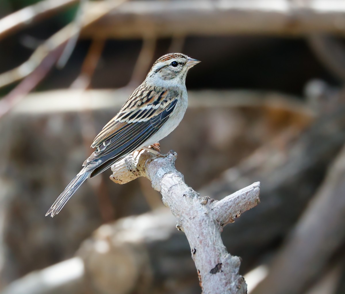 Chipping Sparrow - ML642844698