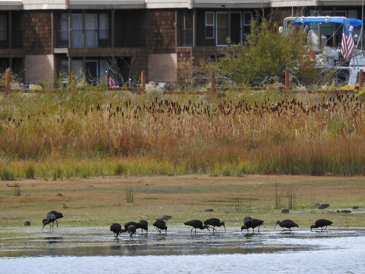 White-faced Ibis - ML642844699