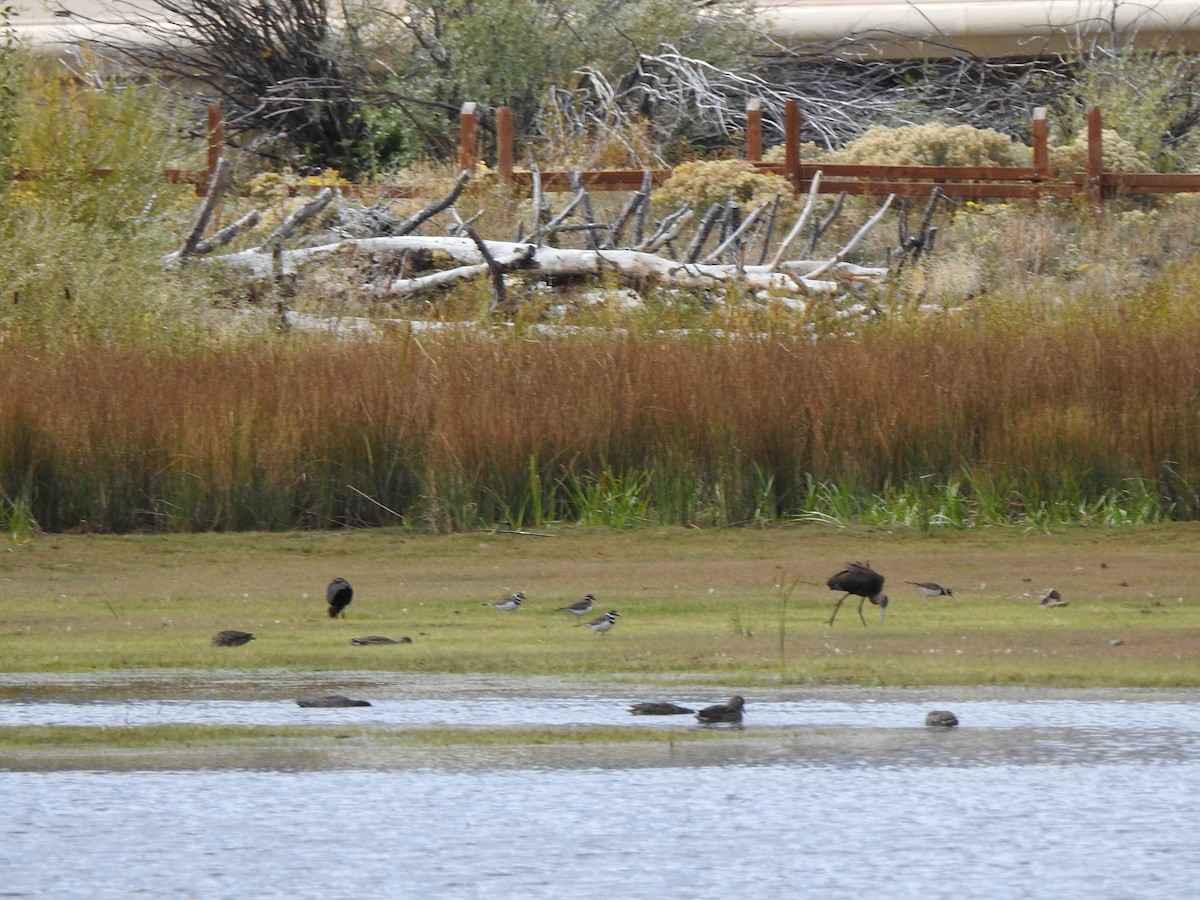 White-faced Ibis - ML642844700