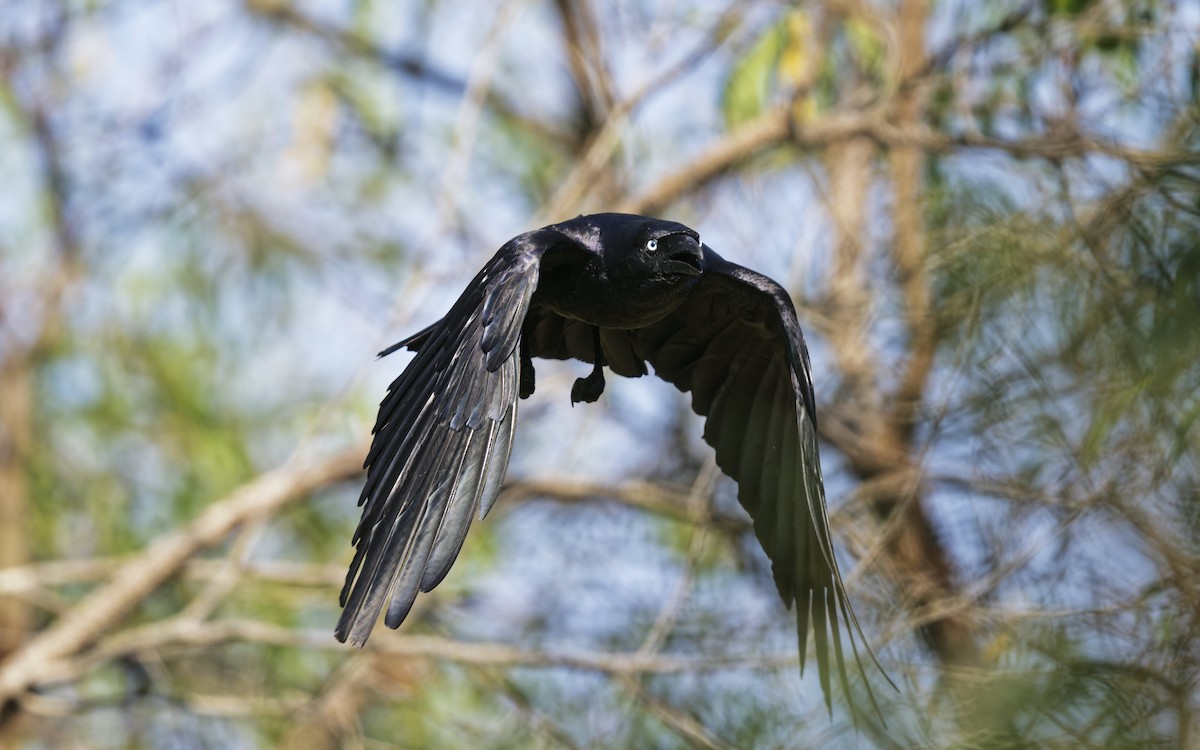 Torresian Crow - ML642844702