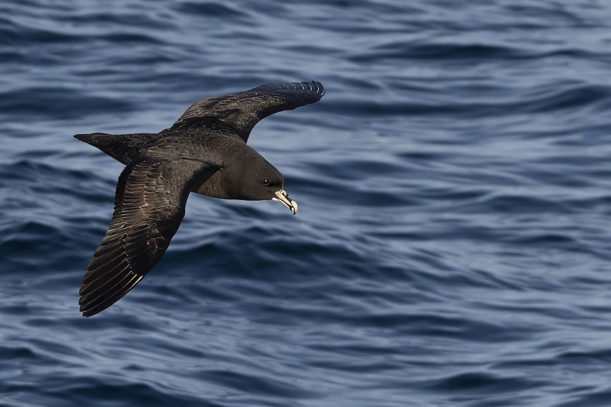 White-chinned Petrel - ML642844710