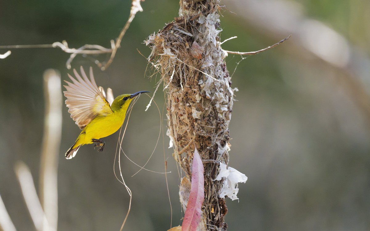 Sahul Sunbird - ML642844711