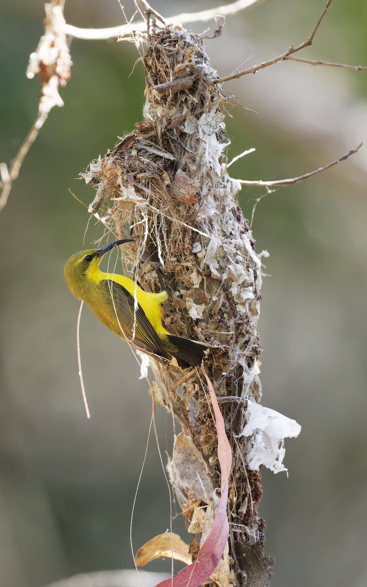 Sahul Sunbird - ML642844712