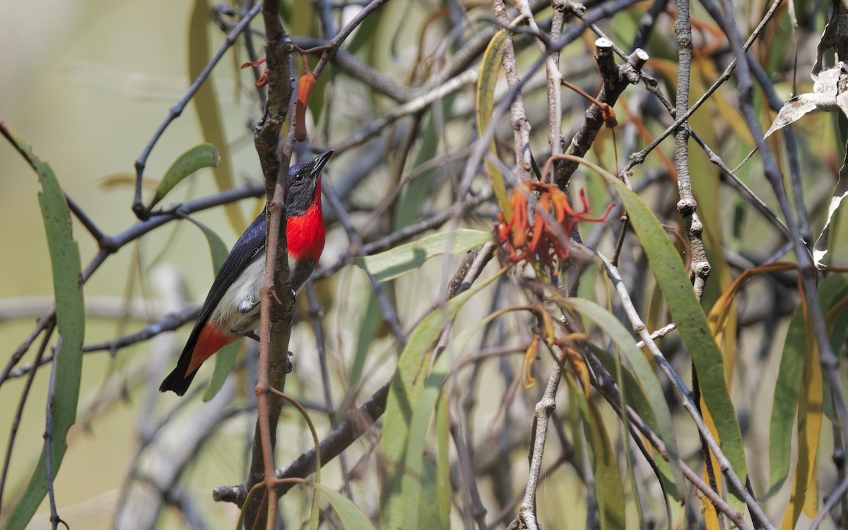 Mistletoebird - ML642844714