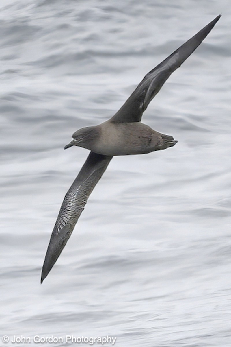Sooty Shearwater - ML642844742