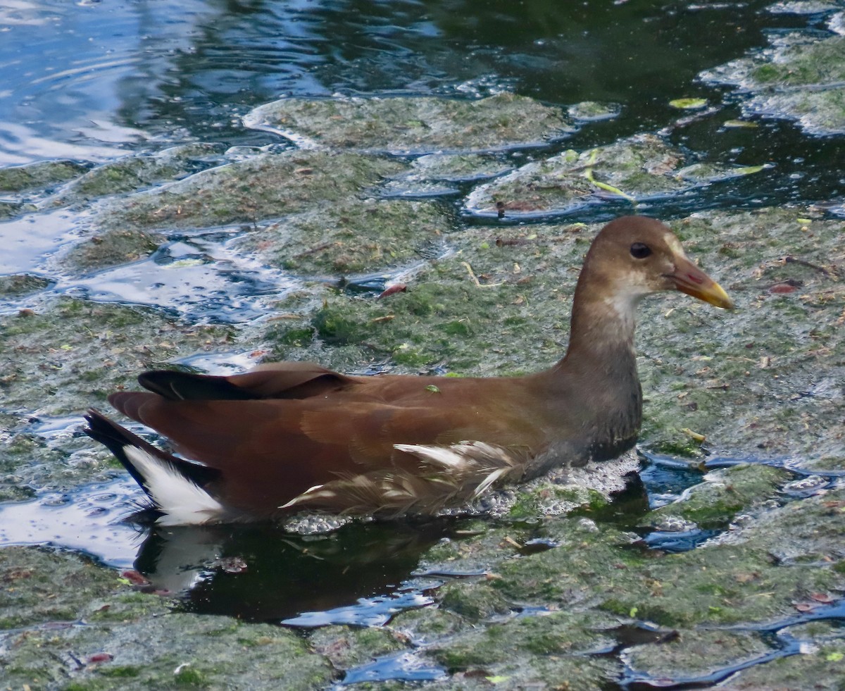 Common Gallinule - ML642844744