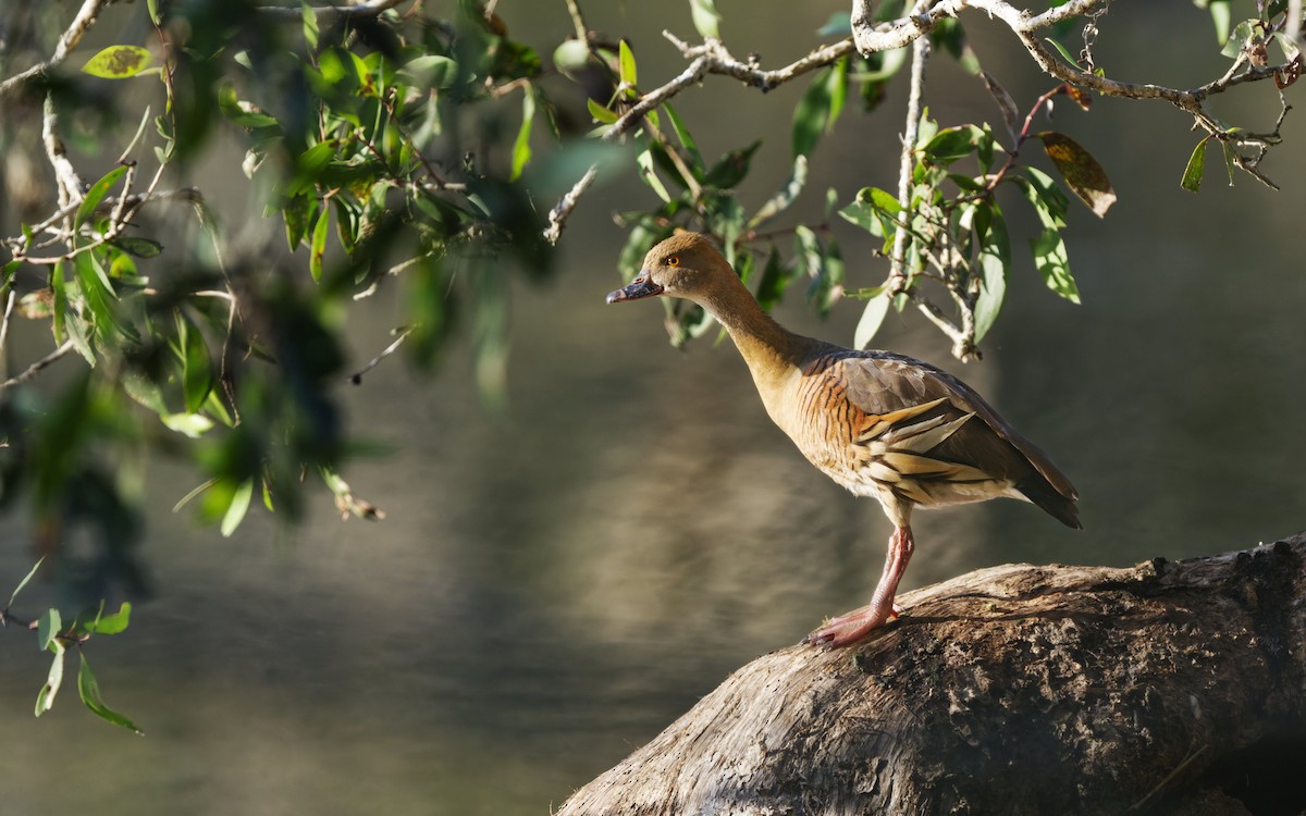 Plumed Whistling-Duck - ML642844751