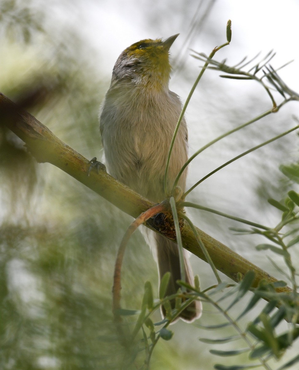 Auripare verdin - ML642844752