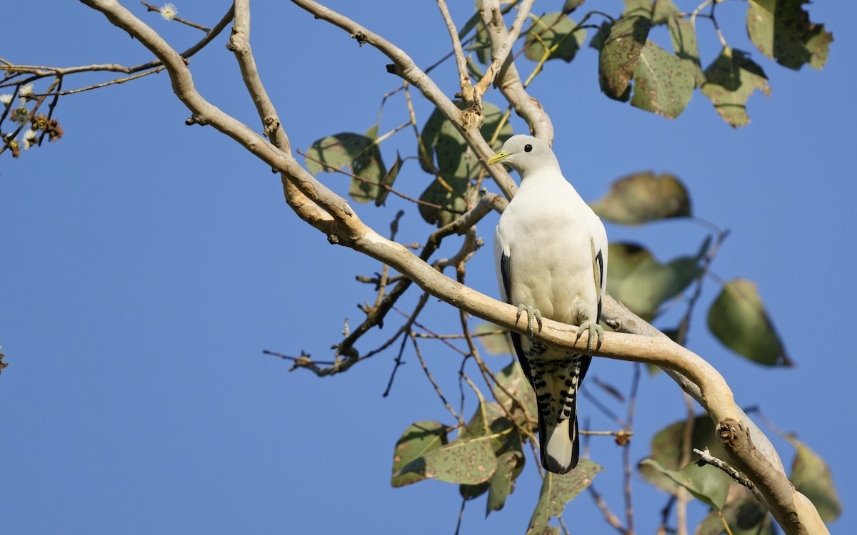 Torresian Imperial-Pigeon - ML642844769