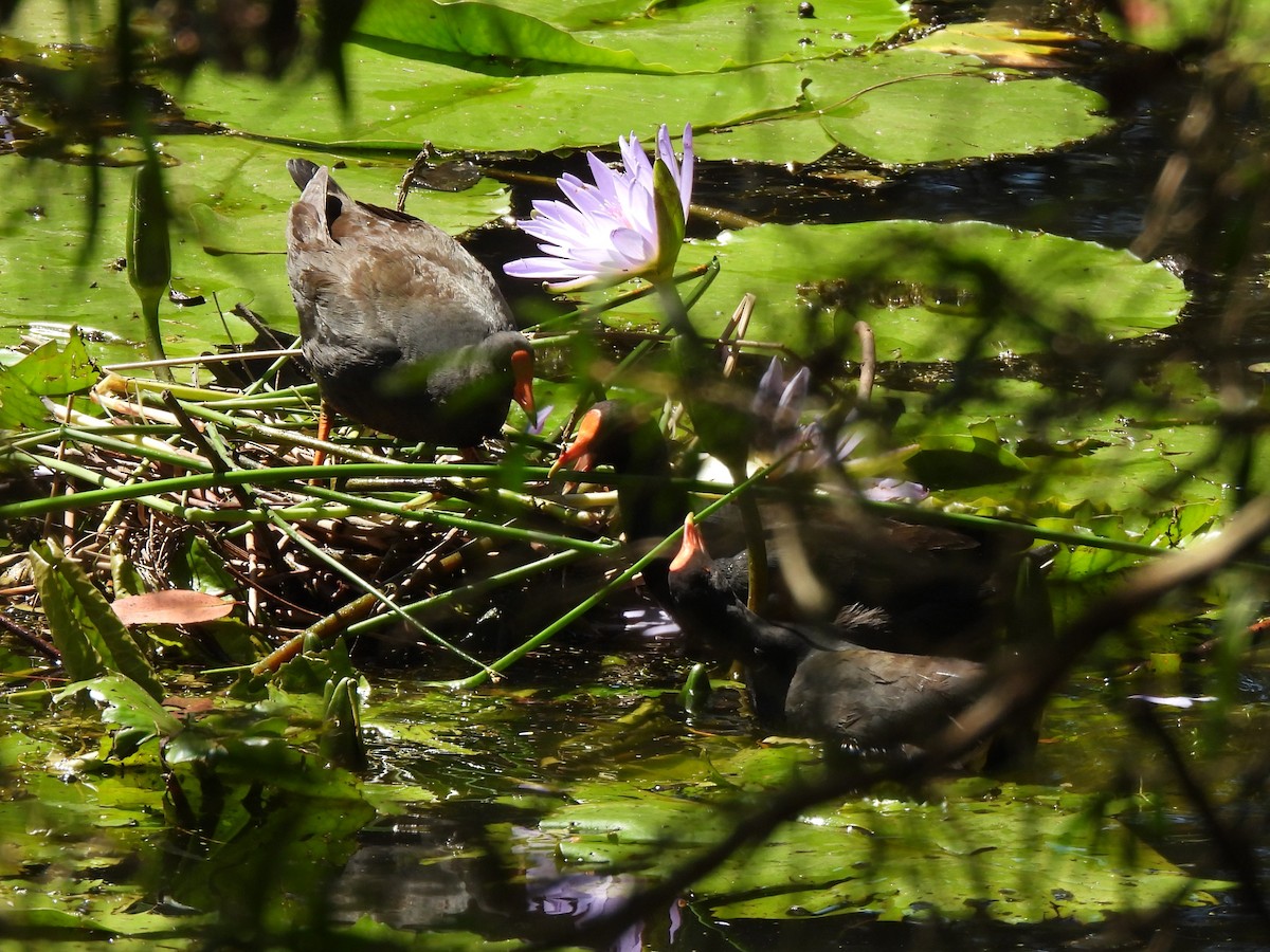 Dusky Moorhen - ML642844779