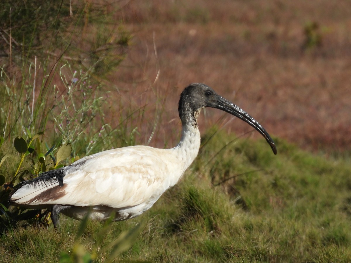 Australian Ibis - ML642844780