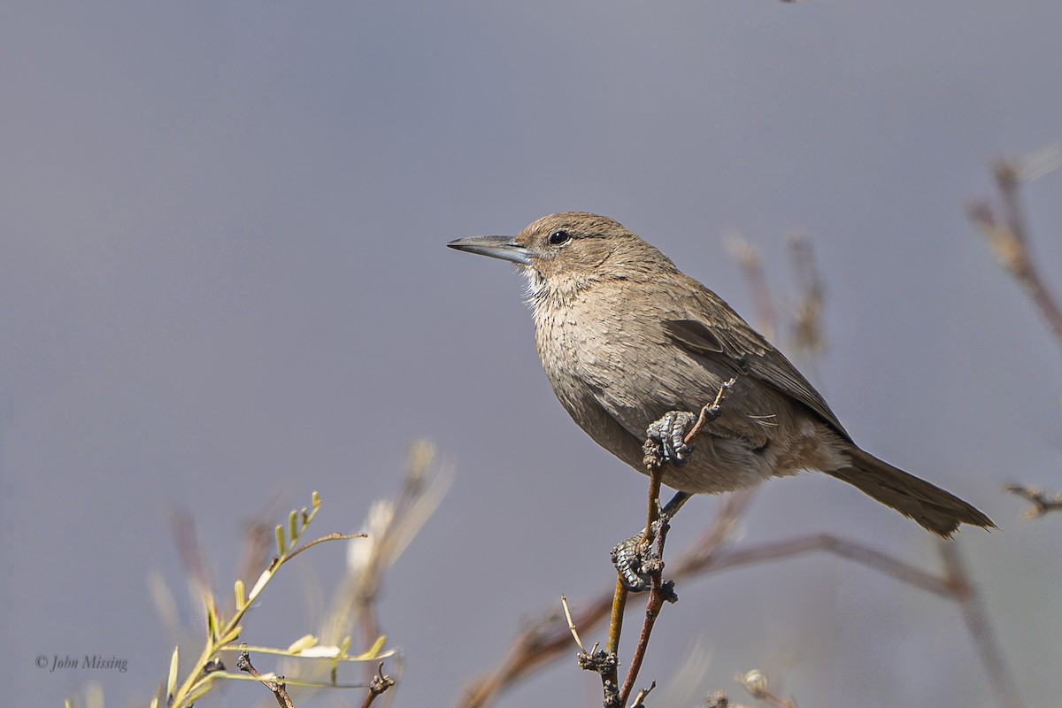 ノドジロエボシカマドドリ - ML642844785