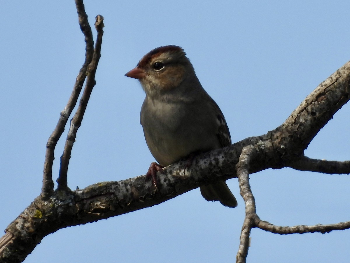 White-crowned Sparrow - ML642844787