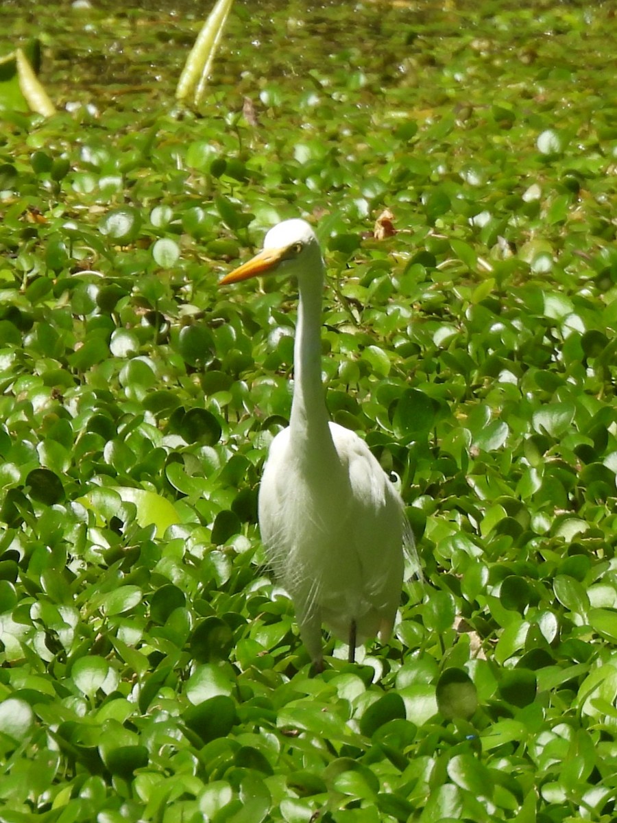 Plumed Egret - ML642844789
