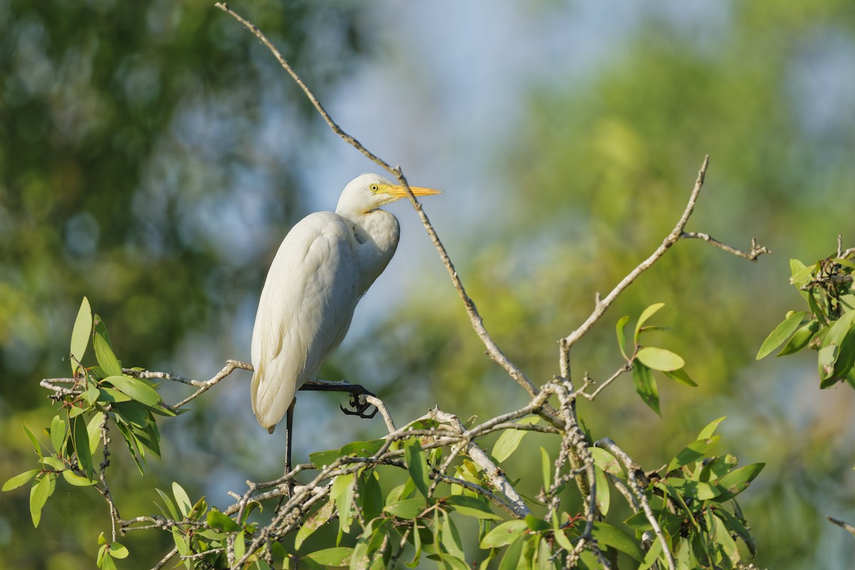 Plumed Egret - ML642844790