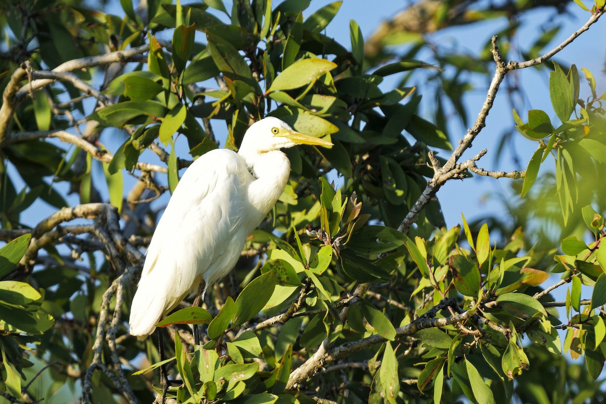 Plumed Egret - ML642844791