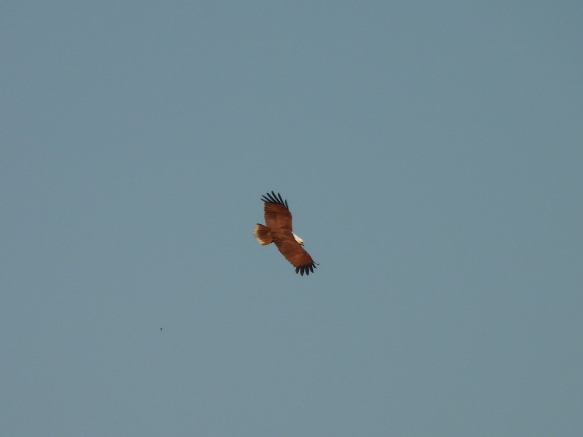 Brahminy Kite - ML642844792
