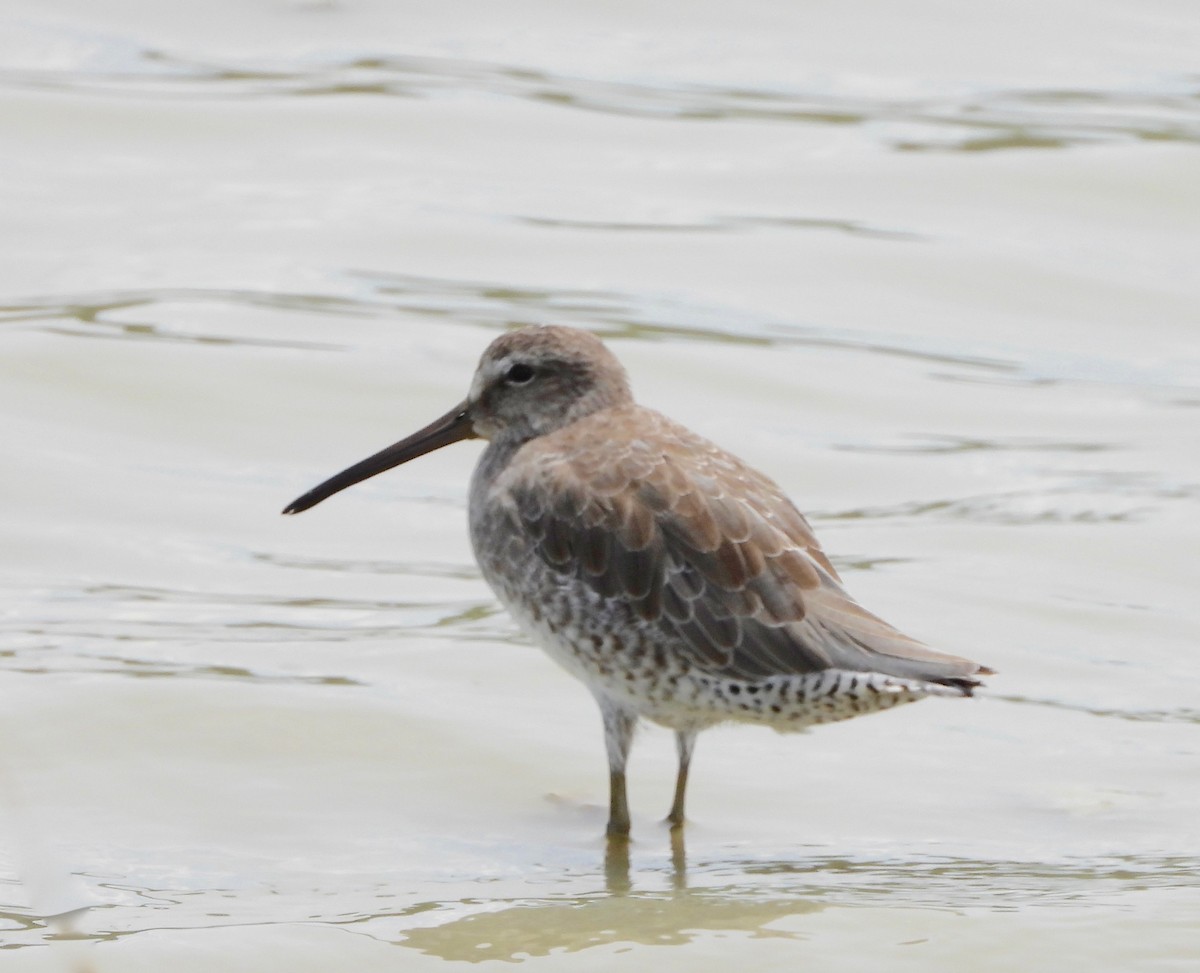 Short-billed Dowitcher - ML642844793