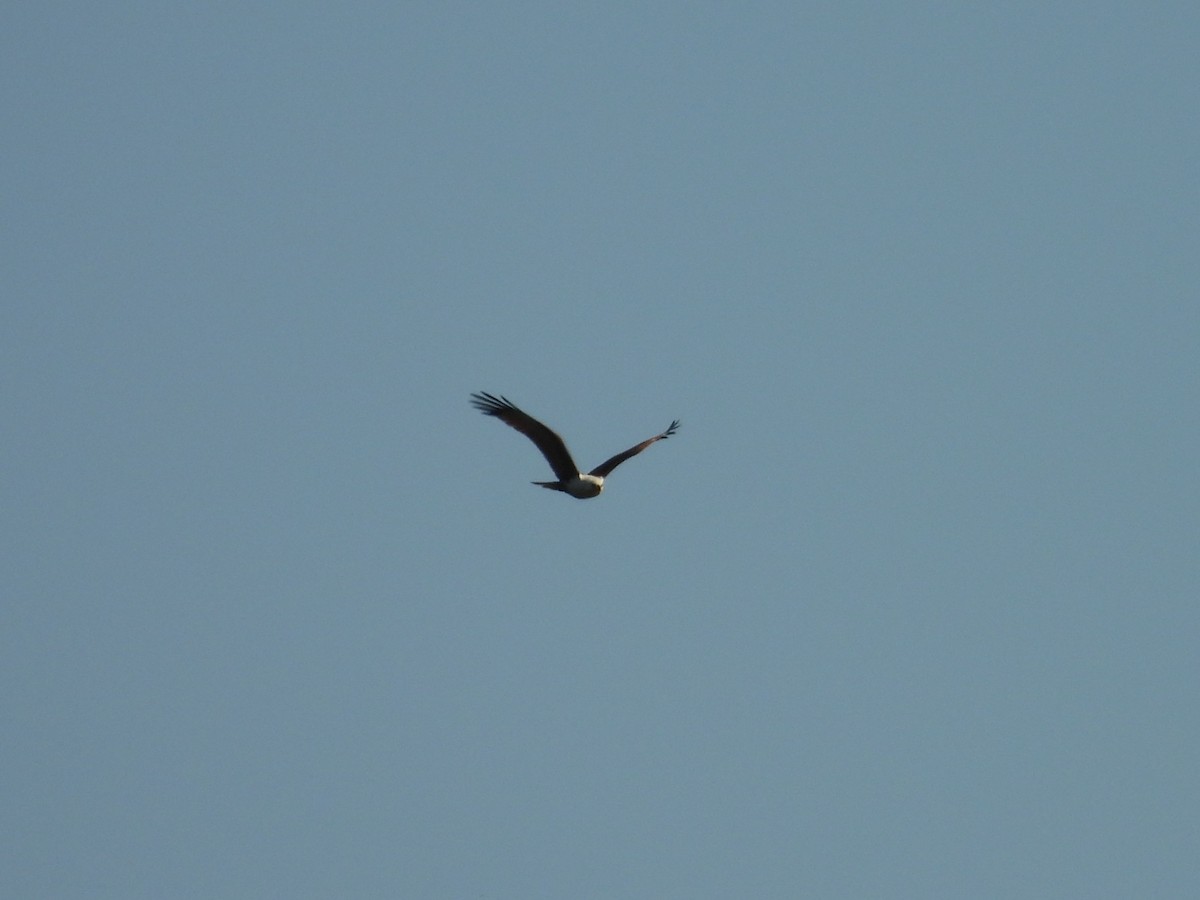 Brahminy Kite - ML642844797