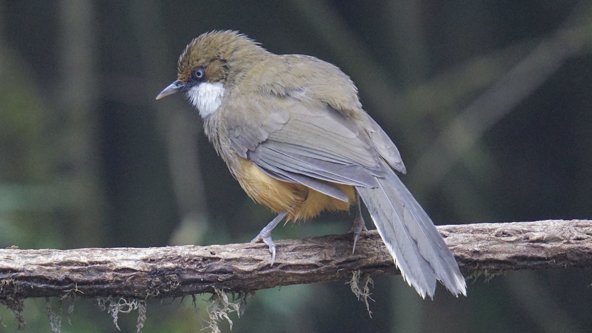 White-throated Laughingthrush - ML642844798