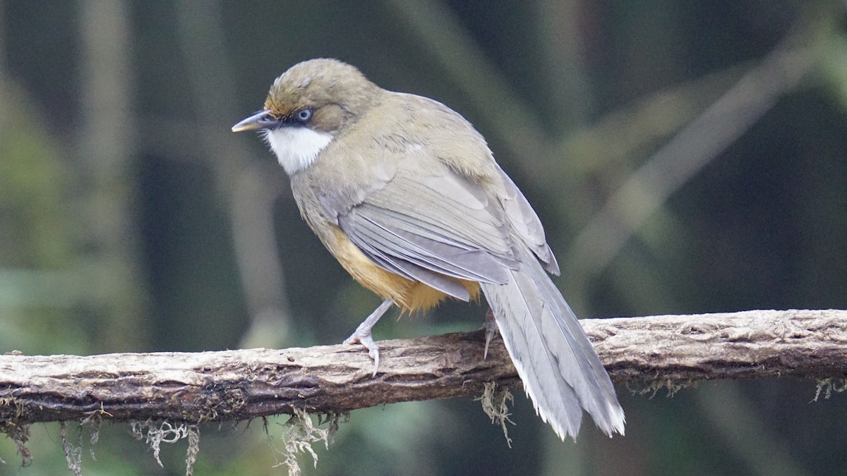 White-throated Laughingthrush - ML642844799