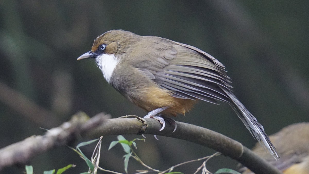 White-throated Laughingthrush - ML642844800