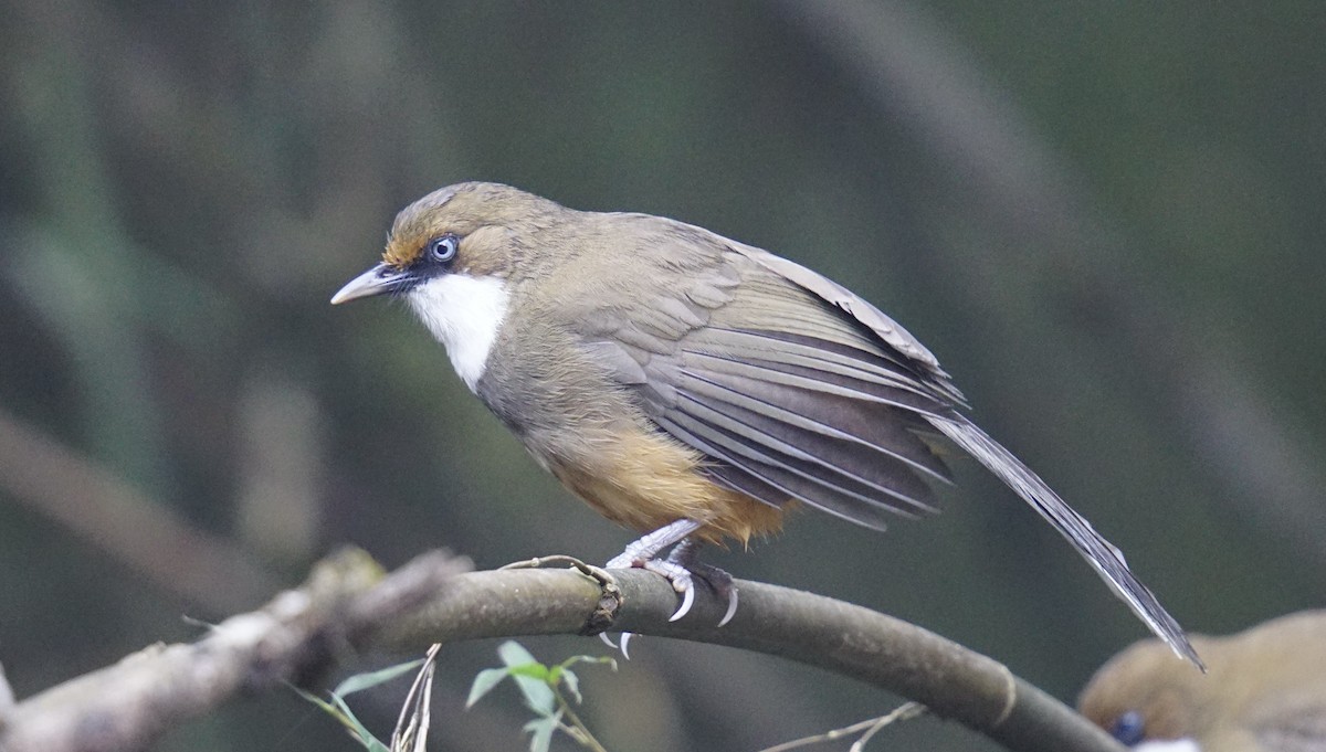 White-throated Laughingthrush - ML642844801