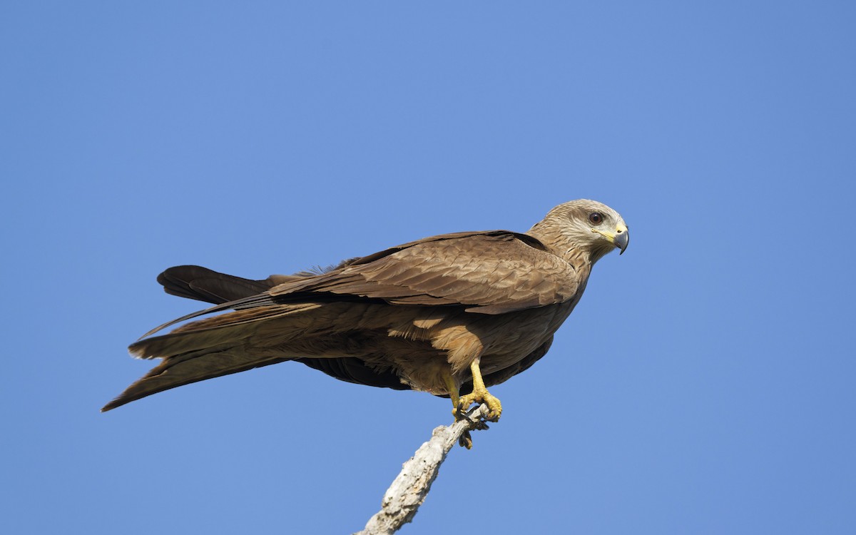 Black Kite - ML642844802