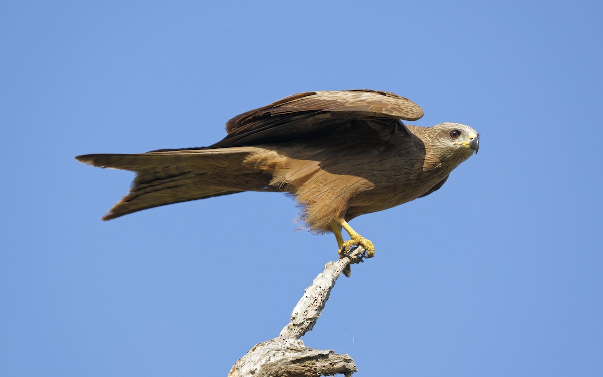 Black Kite - ML642844803