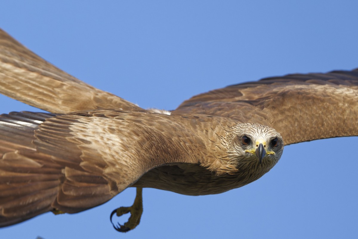 Black Kite - ML642844804