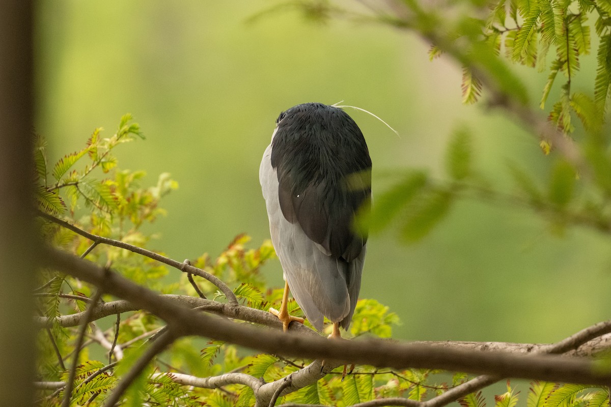 Black-crowned Night Heron - ML642844805