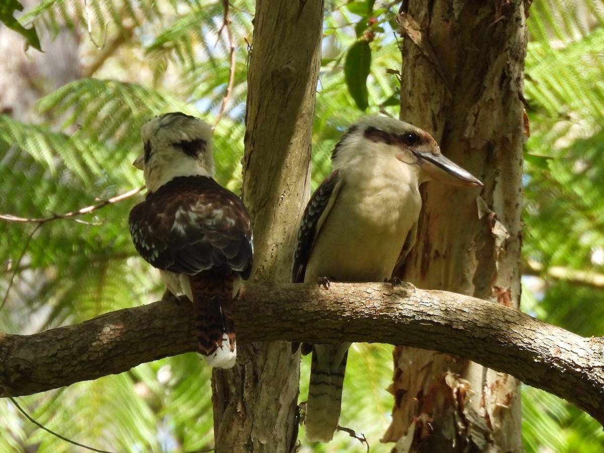 Laughing Kookaburra - ML642844806