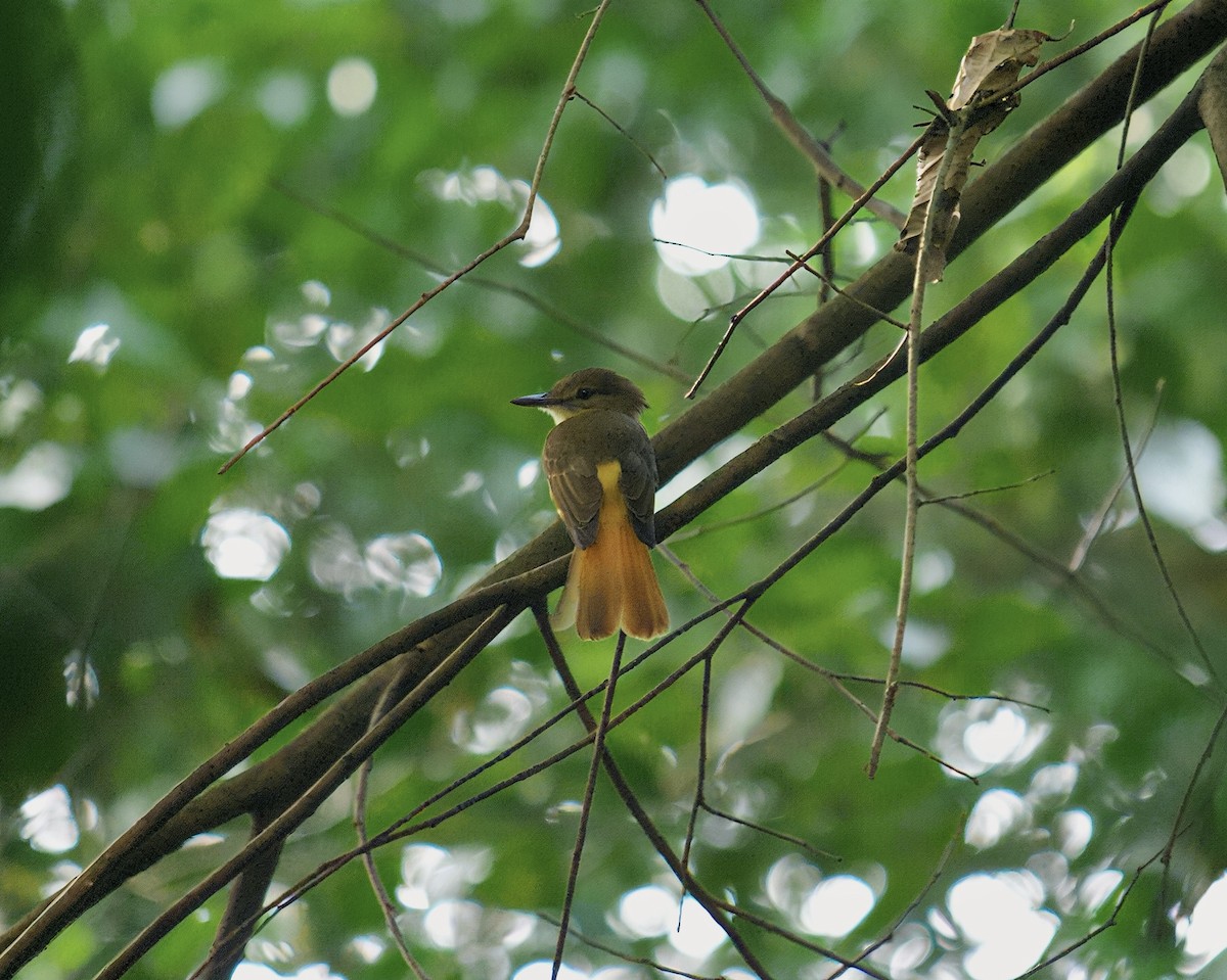 Tropical Royal Flycatcher - ML642844807